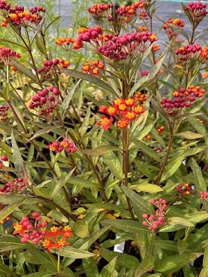 ASCLEPIAS currasavica Orange Milkweed